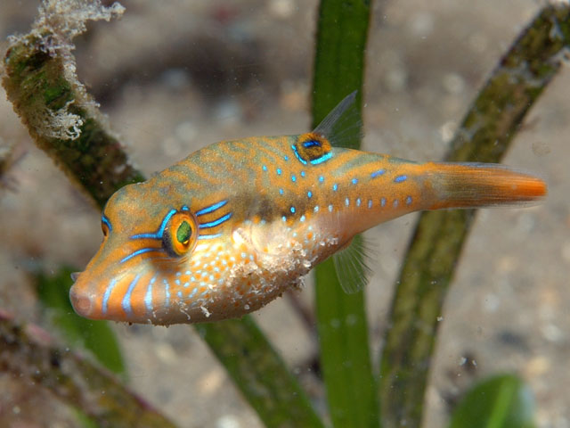 Canthigaster bennetti (Pesce palla di Bennett)